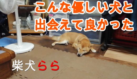 こんな優しい犬と出会えて良かった