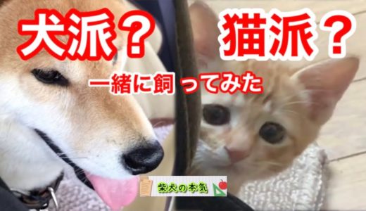 【柴犬】あなたは犬派？猫派？両方飼ってわかった犬猫の違いをお楽しみください！と思う柴犬の本気【茶虎猫】※クイズ超難問の季節です。