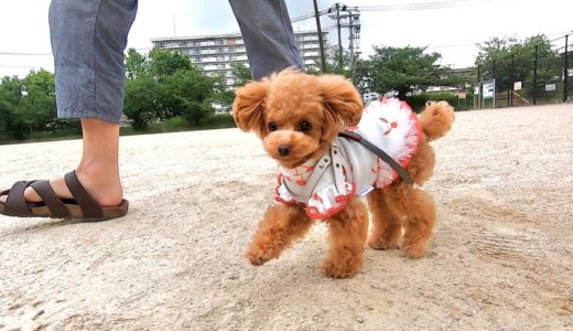 全力で走る犬を正面からスローで見たら癒された【トイプードルのコロン】