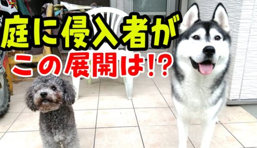 敷地内に侵入者が来た時の犬の反応に笑った ハスキー犬と保護犬トイプードル