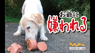 【犬】何度も会いに行って、お爺に嫌われる・・・