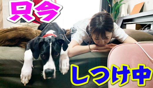 超大型犬をしつけるママの日常 Mama’s Daily Routine to train Great Dane ‘Karua’