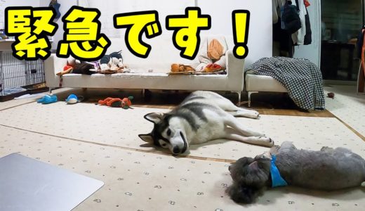 やってしまった！この状態は危険です！ハスキー犬と保護犬トイプードル