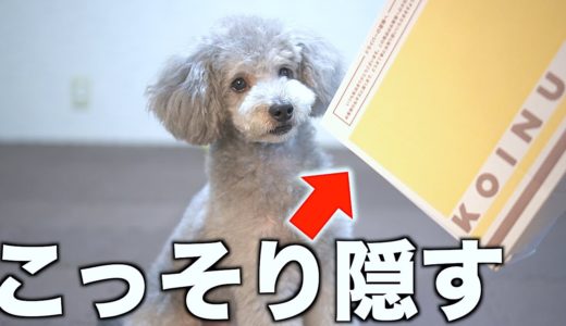 🐶うちの犬が大好きな「あの箱」をこっそり隠しておきましたw【WANSmileBOX】【トイプードル】