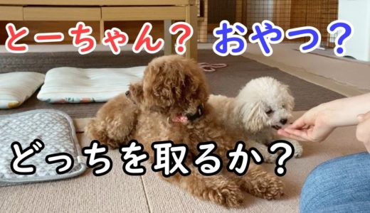 とーちゃんか、それともおやつか？犬はどっちを選ぶ？