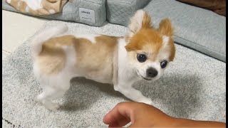 変な動きが止まらない老犬と圧倒され巣穴へ逃げ込む妹チワワｗｗｗ