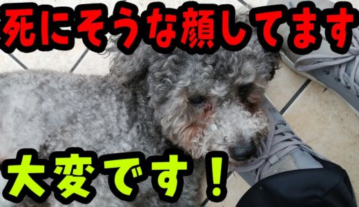 今朝、大変な事がおきました！保護犬トイプードルが・・・・緊急！