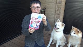 秋田犬に犬用アイスあげてみた！