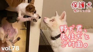 【保護犬預かり】お風呂に入れたら少し噛まれました【初日】