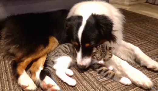 雷の日にくっついて寝る犬と猫