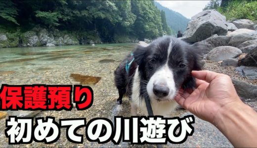 保護犬ボーダー・ドッグランや川遊び【16-17日目】