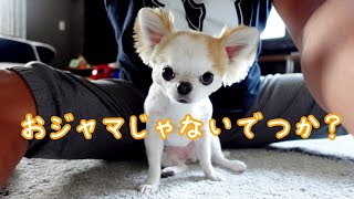 遊びに夢中の時でも自分より老犬を一番に優先する健気すぎる妹犬チワワ