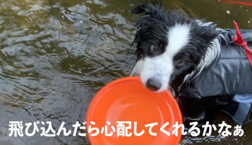 犬たちと川に行って溺れるフリをしてみたら犬が驚きの行動に！