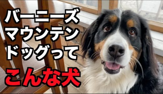 バーニーズマウンテンドッグってどんな犬？