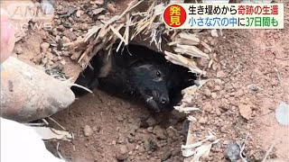 体重が30→5kgに　37日間生き埋めの犬　奇跡の生還(20/08/17)