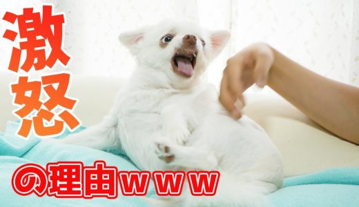 【怒る】犬が怒る理由がｗｗｗ・・・キレまくるチワワのコハク