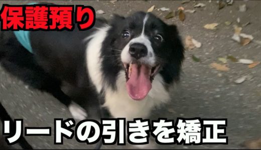 保護犬ボーダーコリー・引っ張り矯正【12日目】