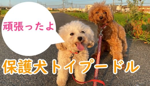 成長の変化がうれしい！苦手を克服した保護犬