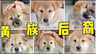 中华田园犬小奶狗分别在即，最后再看一遍，大同小异却各有千秋！