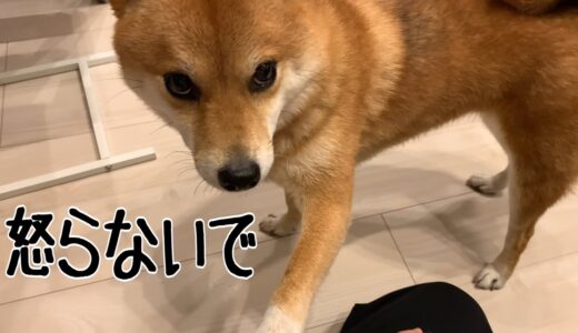 2歳娘を叱ったら柴犬が止めに来た｜犬と子供のvlog