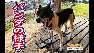 【猟犬】どこか悪いのか？？老犬パンダの様子・・・