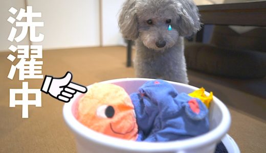 🐶犬のおもちゃを洗濯したら・・なんだか胸が締め付けられました。【トイプードル】