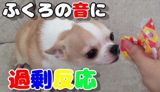 【331日】袋の音に過剰反応するチワワ犬。しかし自分のオヤツの袋ではないと気付いた後は…。　Chihuahua dog likes the sound of plastic bag.