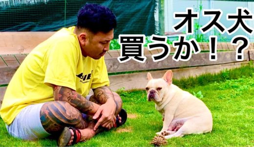 【ついに】犬舎にオス犬をお迎え！？フレブルブリーダーの一大決心