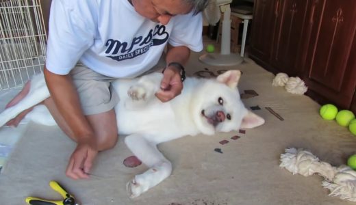 【秋田犬ゆうき】爪切りを早く終わらせる一番のポイントは動いちゃダメ【akita dog】