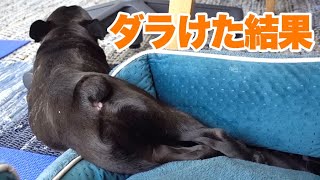 犬だって楽したい横着したい面倒なことしたくない