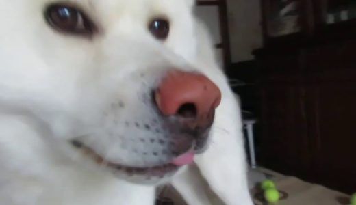 【秋田犬ゆうき】これくらいは余裕♪と雷を見てたら本気を出されてビックリする【akita dog】