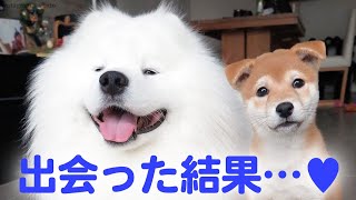 もふもふのサモエド犬と柴犬の出会い♡ 最強タッグの誕生です