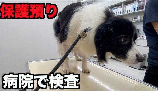 保護犬ボーダーコリー・病院で検査【10-11日】