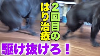 犬椎間板ヘルニア　２回目のはり治療ビフォーアフター