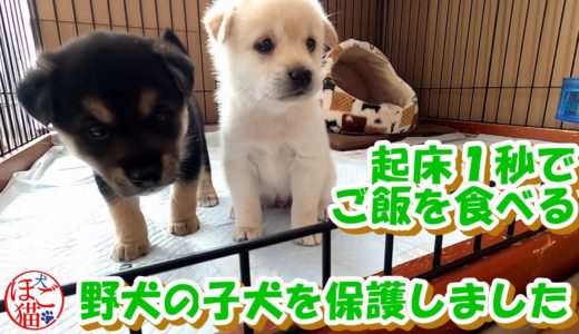 【犬　子犬　保護犬】野犬の子犬２匹を保護　起床１秒でご飯を食べる仔犬たち　３