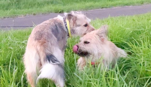 散歩中、お姉ちゃん犬の耳そうじをスマートにこなす妹犬