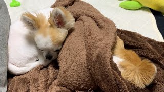 わざわざ狭い隙間に入り込み老犬のお尻を枕にしてしまう妹犬チワワ