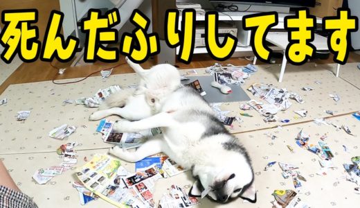 非常に困ったことが起きました！ハスキー犬と保護犬トイプードル