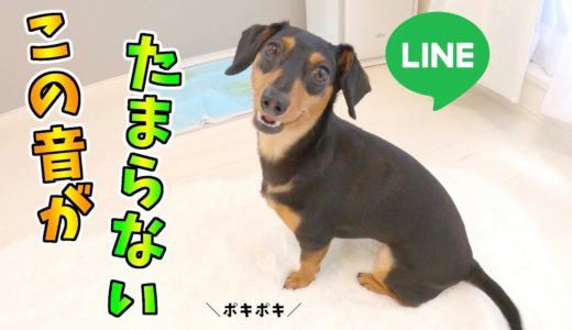 LINEの音に反応して暴れ回る犬はかわいいw