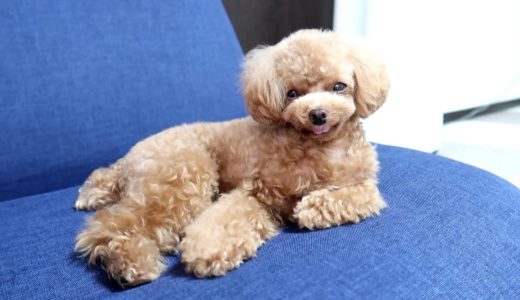 我が物顔でソファでドヤる犬【トイプードルのコロン】