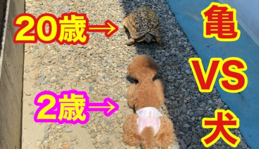 巨大亀と遭遇した時の犬の反応が面白すぎたw【トイプードルそぼろ＆ニコ】