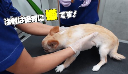 犬が病院で注射をされると思い、全力で抵抗しようとするがしないとわかるとケロっとするチワワのみるく【dog】【chihuahua】【Hospital】