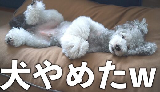 🐶快適すぎて動けなくなる魔法のビーズソファーYogiboで本当に動けなくなった犬がかわいいw【トイプードル】