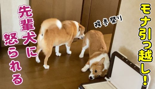 【モナちゃん引っ越しました】先輩犬が興奮して怒りまくった結果...