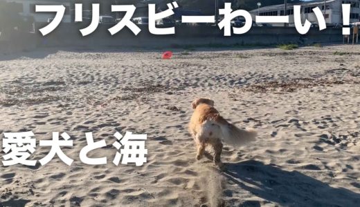 金髪美女犬と海でフリスビー！→埋める