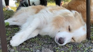 犬が川遊びしたあとの昼寝の時の寝顔が天使でした..👼【ボーダーコリー】