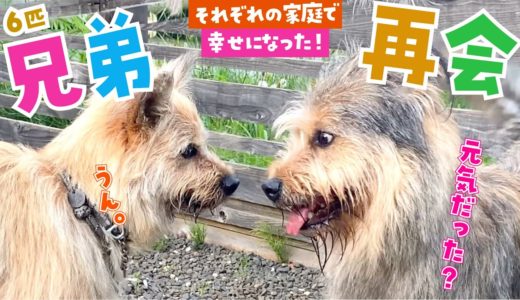 保護犬の兄弟が感動の再会!野犬時代、一緒に暮らした絆が見えました