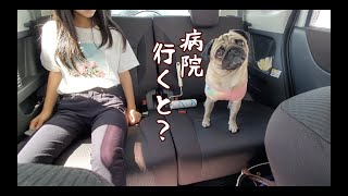 大好きなお出かけと思いきやまさかの病院行きで絶望に至る パグ犬ぷぅ Pug