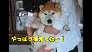 悲しみを癒してくれる犬たち