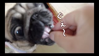 オヤツが美味すぎて犬らしくない奇声をあげる パグ犬ぷぅ Pug